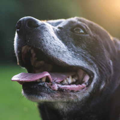 Caring For Your Senior Dog